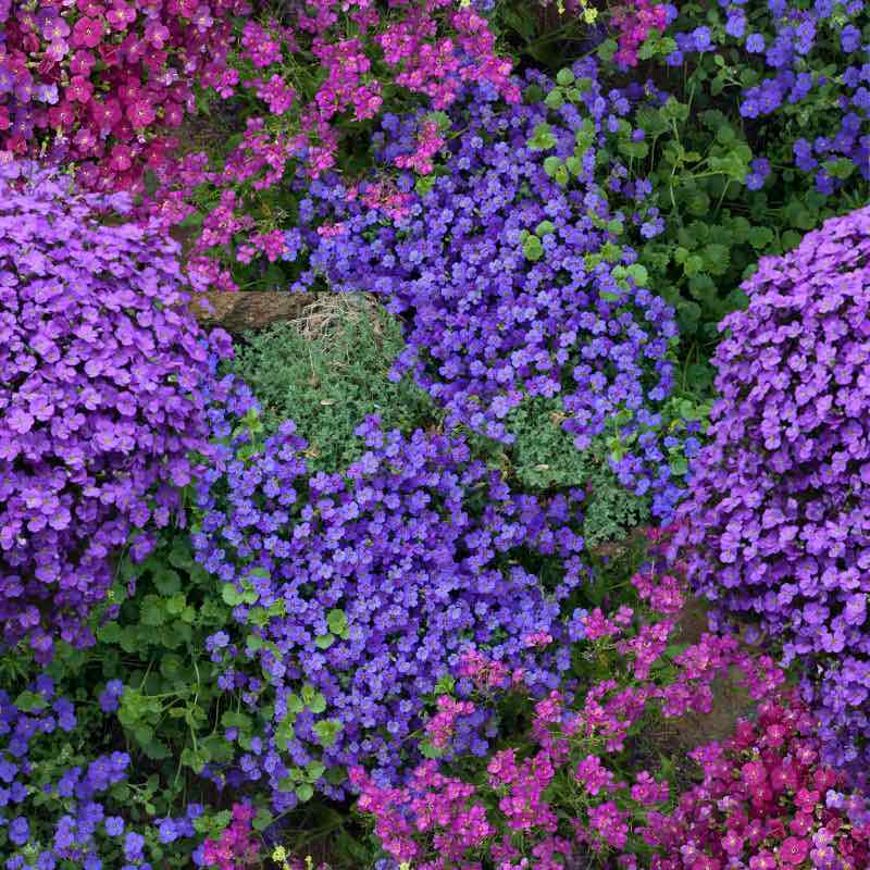 Rock Cress Aubrieta Royal Mix close-up of a heart-shaped arrangement of purple and pink flowers.