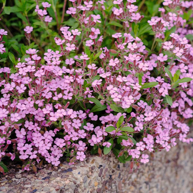 A flower bed with a dense, pink carpet of Saponaria growing over a stone wall.