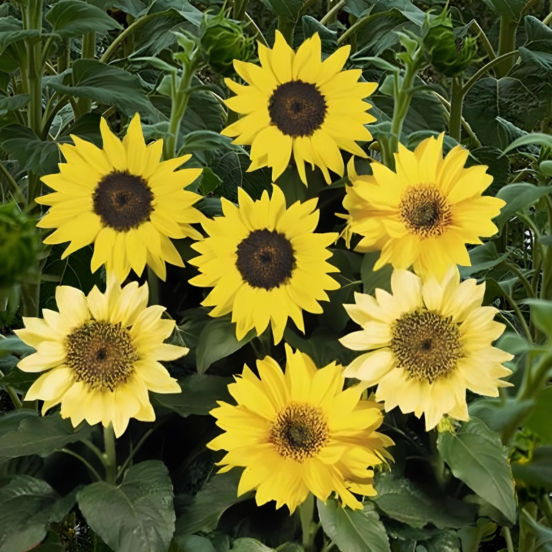 A group of dwarf sunflowers with yellow petals and dark centers, blooming in full sun.