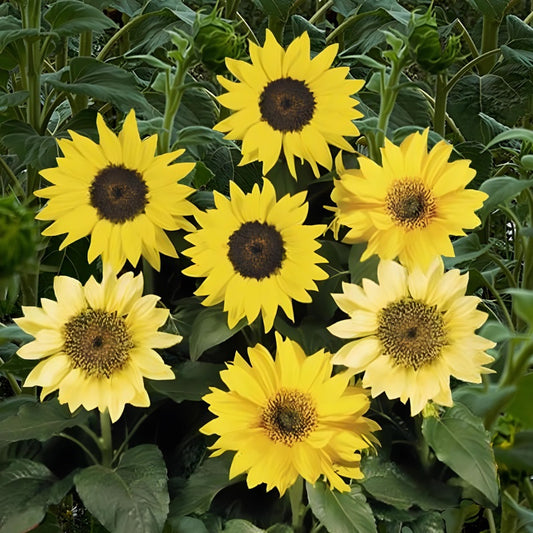 A group of dwarf sunflowers with yellow petals and dark centers, blooming in full sun.