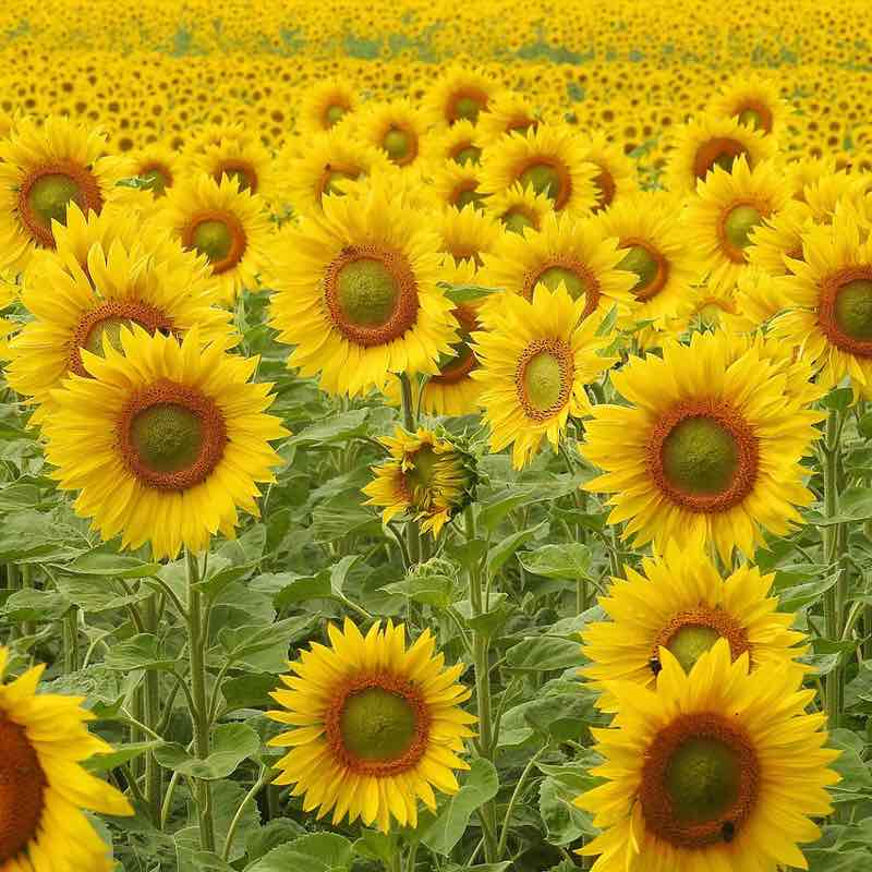 Close-up of a vibrant Sunspot sunflower in a blooming field.