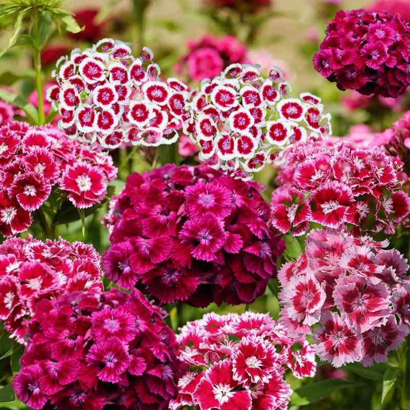 Colorful sweet William flowers in a garden setting