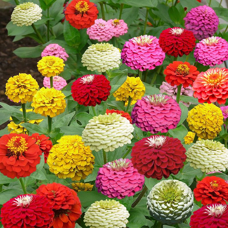 A vibrant garden displaying a variety of Zinnia Elegans flowers in shades of pink, yellow, white, and red.