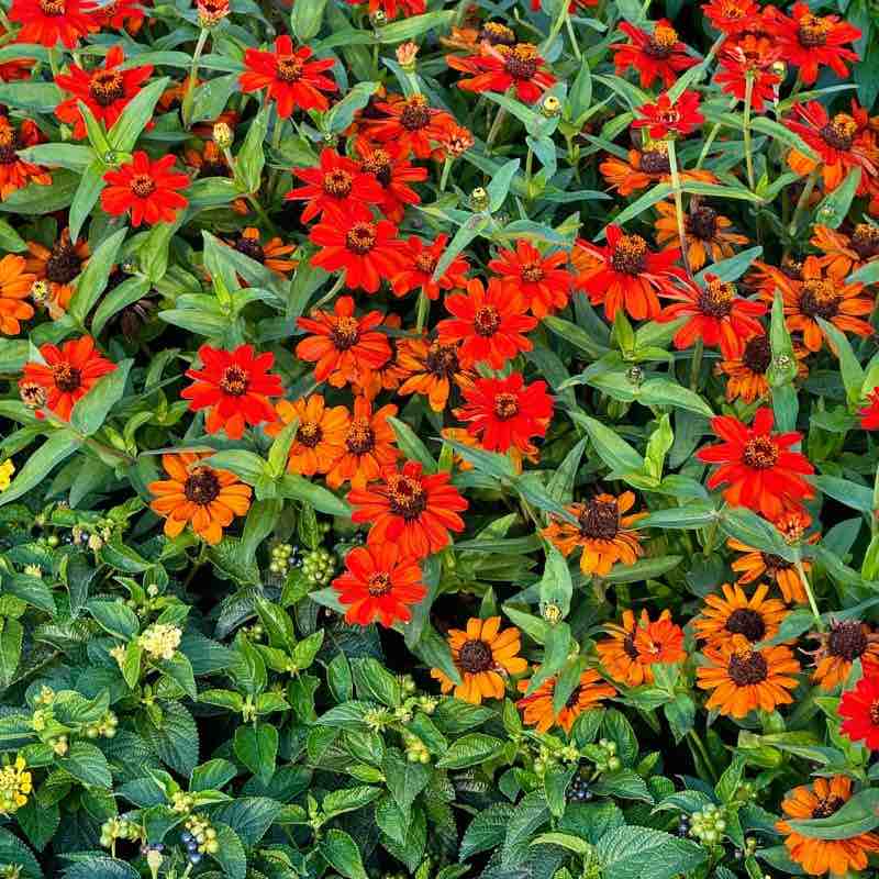 Close-up of red and orange Zinnia flowers with green leaves