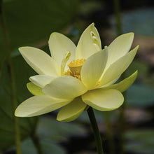 Load image into Gallery viewer, nelumbo lutea - Gardening Plants And Flowers