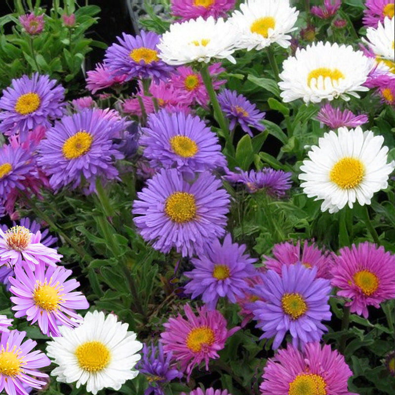 asters single mix seeds - Gardening Plants and Flowers