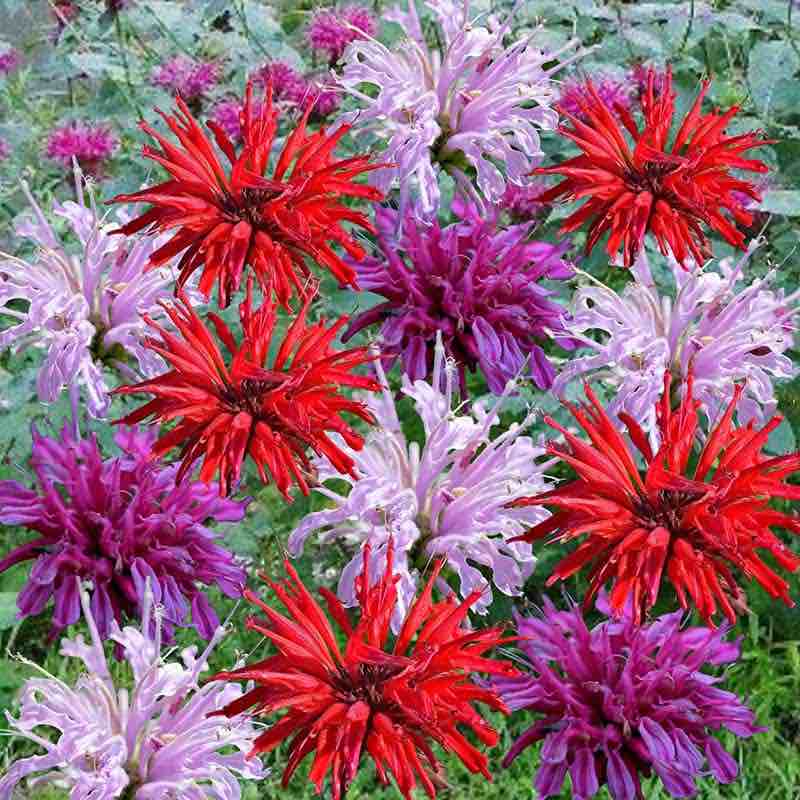 plant bee balm seeds Bee Balm Seeds