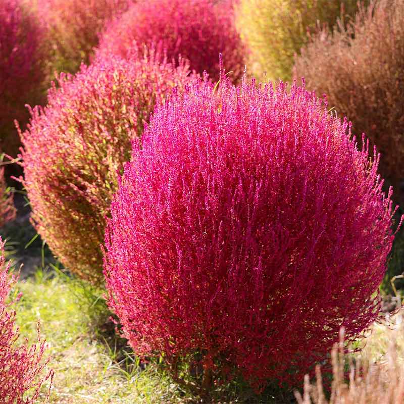 kochia plant indoor or outdoor Burning Bush Seeds