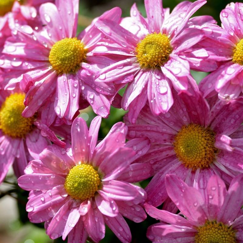 Chrysanthemum Robinsons Rose flowers with yellow centers, covered with water droplets, filling the frame.