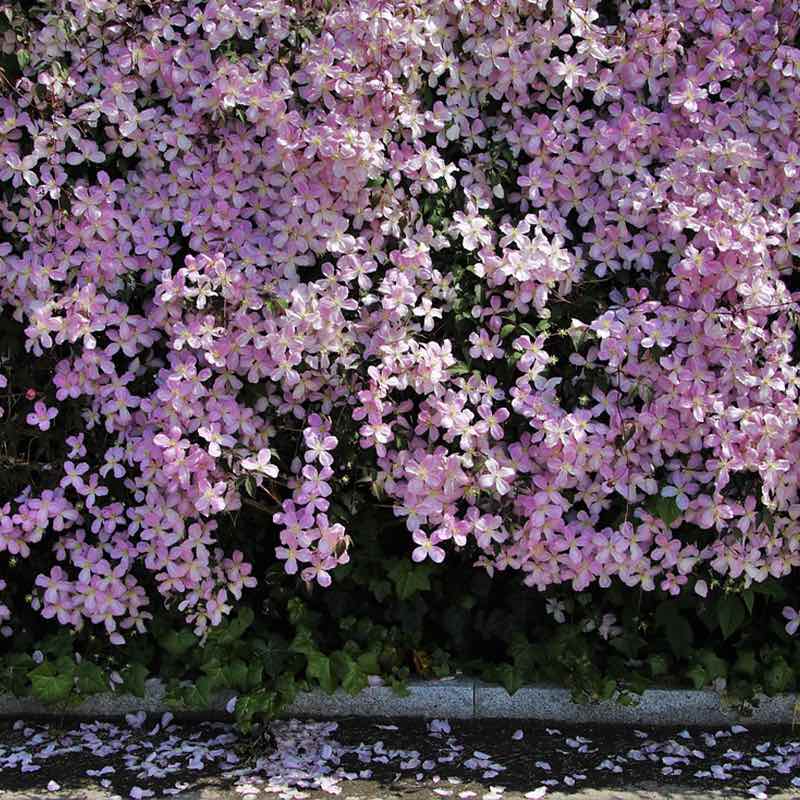 A dense wall of light pink clematis montana with green leaves growing along a stone curb, with scattered petals on the ground.