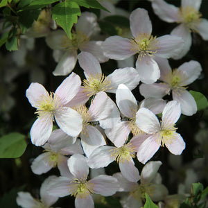 clematis plants - Gardening Plants And Flowers