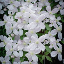 Load image into Gallery viewer, clematis white - Gardening Plants And Flowers