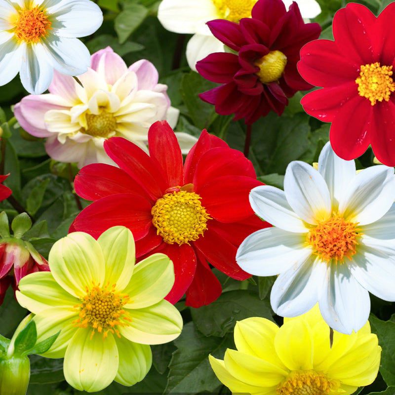 Dahlia Seeds Mix - Dahlia Variabilis Flowers