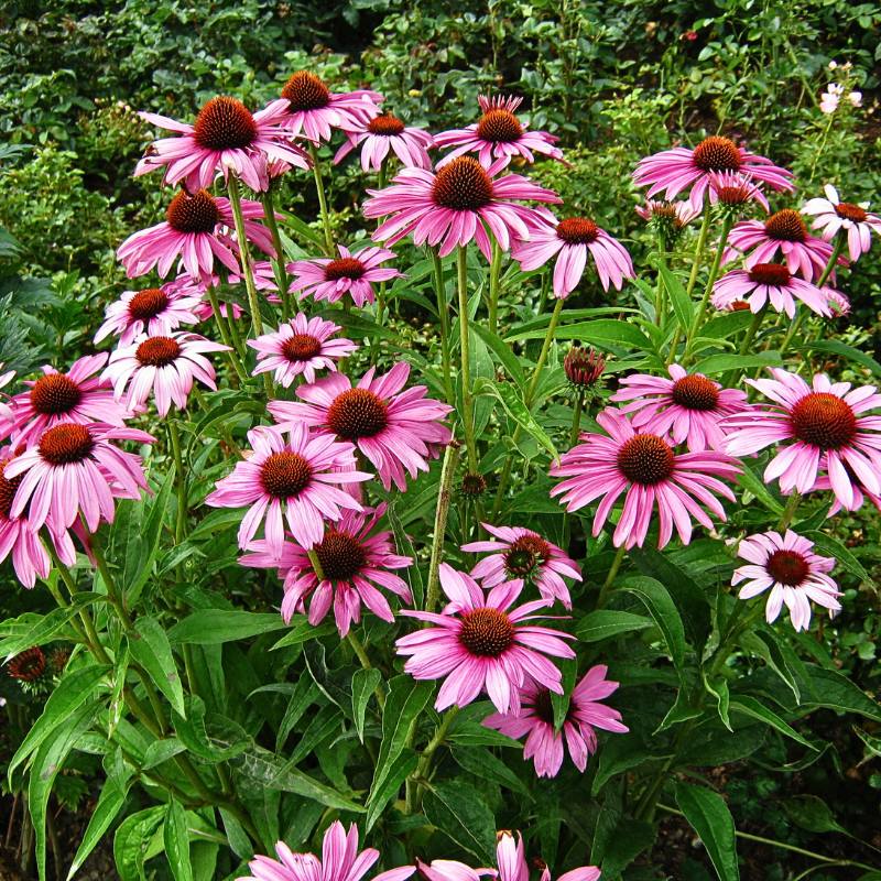 Purple Coneflower Seeds - Echinacea Purpurea