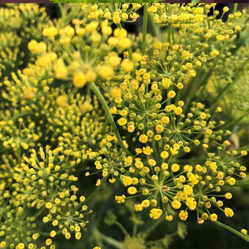 A vibrant, close-up view of tiny, bright yellow fennel flowers blooming in delicate, starburst-shaped umbels.