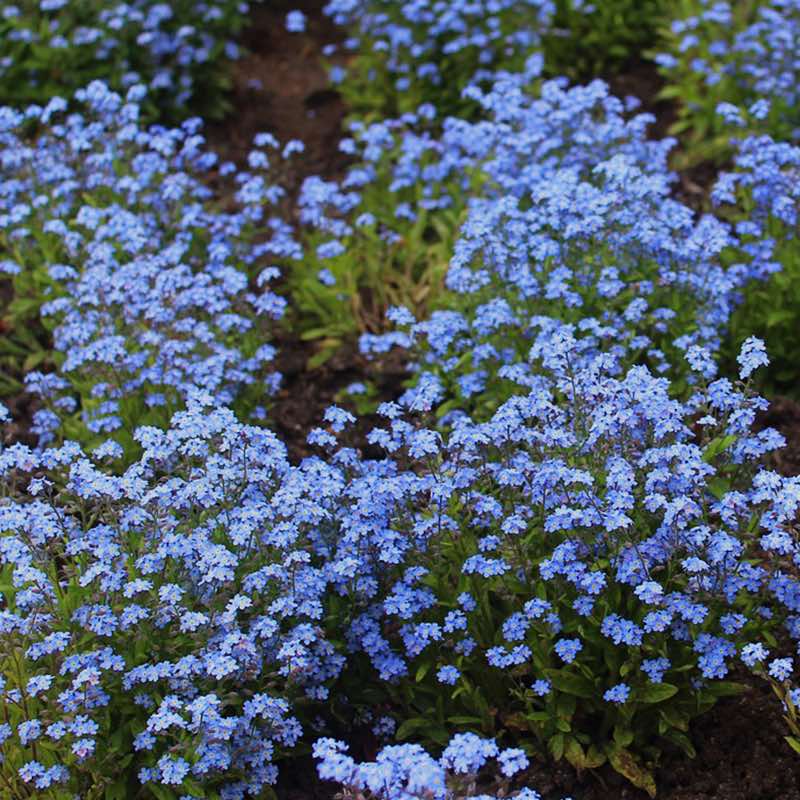 A dense, spreading patch of small light blue Forget-Me-Not blossoms in a garden landscape.