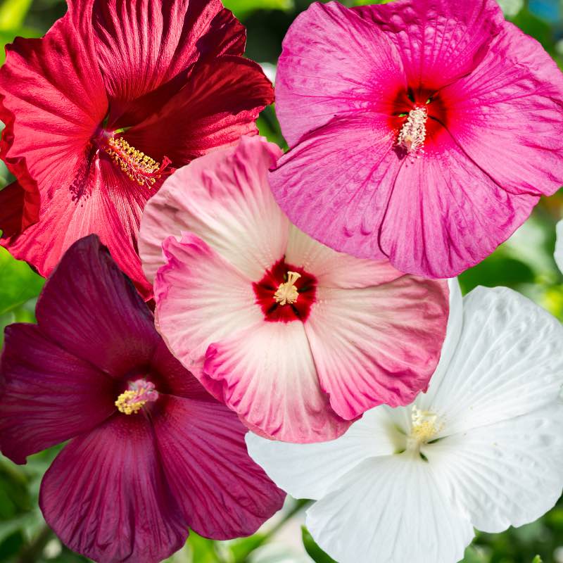 where are hibiscus seeds on the plant Hibiscus Seeds