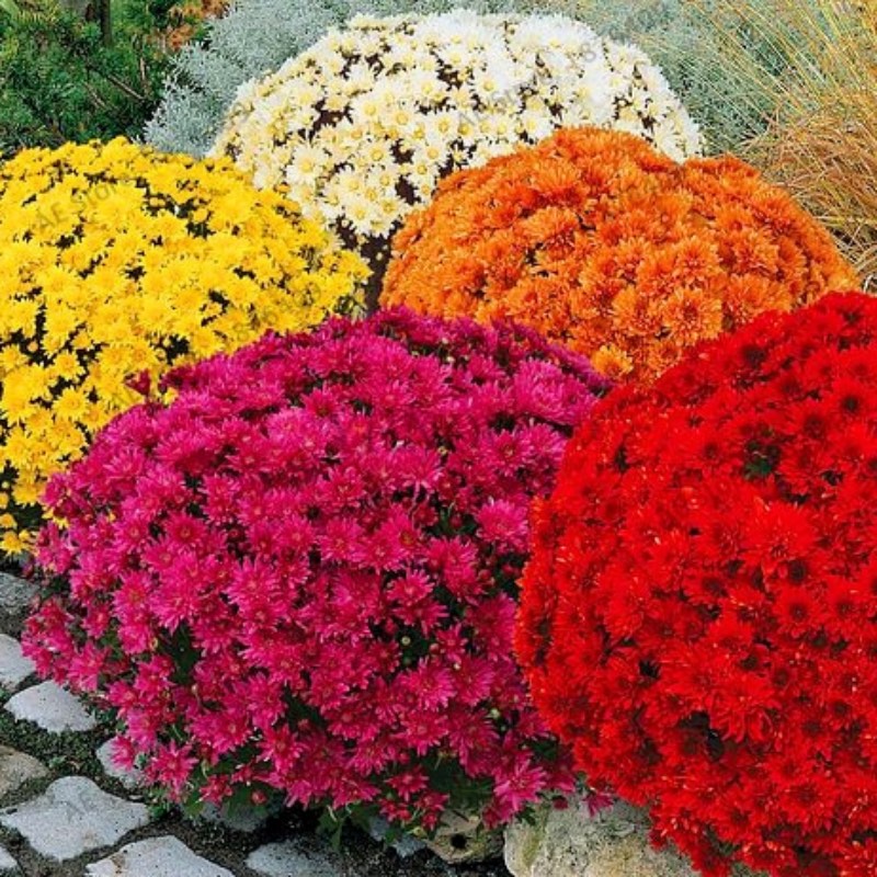 A colorful display of chrysanthemums, red, yellow, orange, white in a garden bed