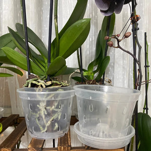 orchid pot planter - Gardening Plants And Flowers