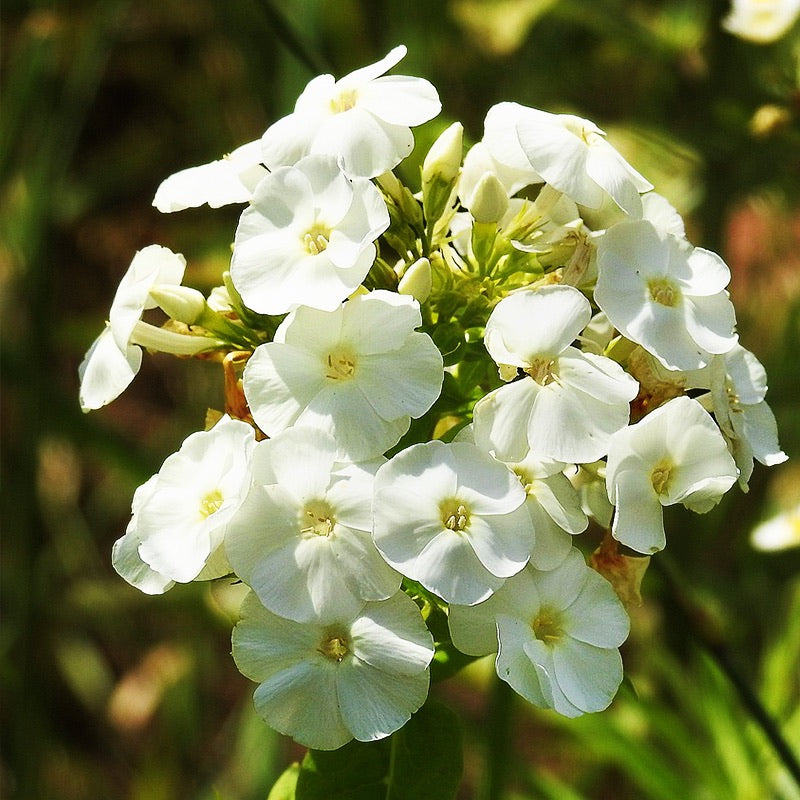 A white annual phlox flower on a blurry green background