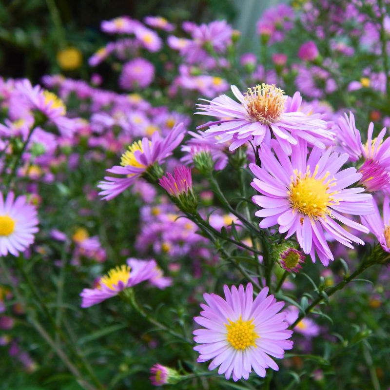 china aster - Gardening Plants and Flowers