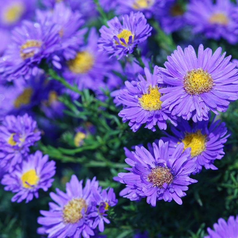 aster flowers - Gardening Plants and Flowers