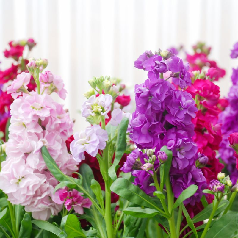 matthiola incana plant - Gardening Plants and Flowers