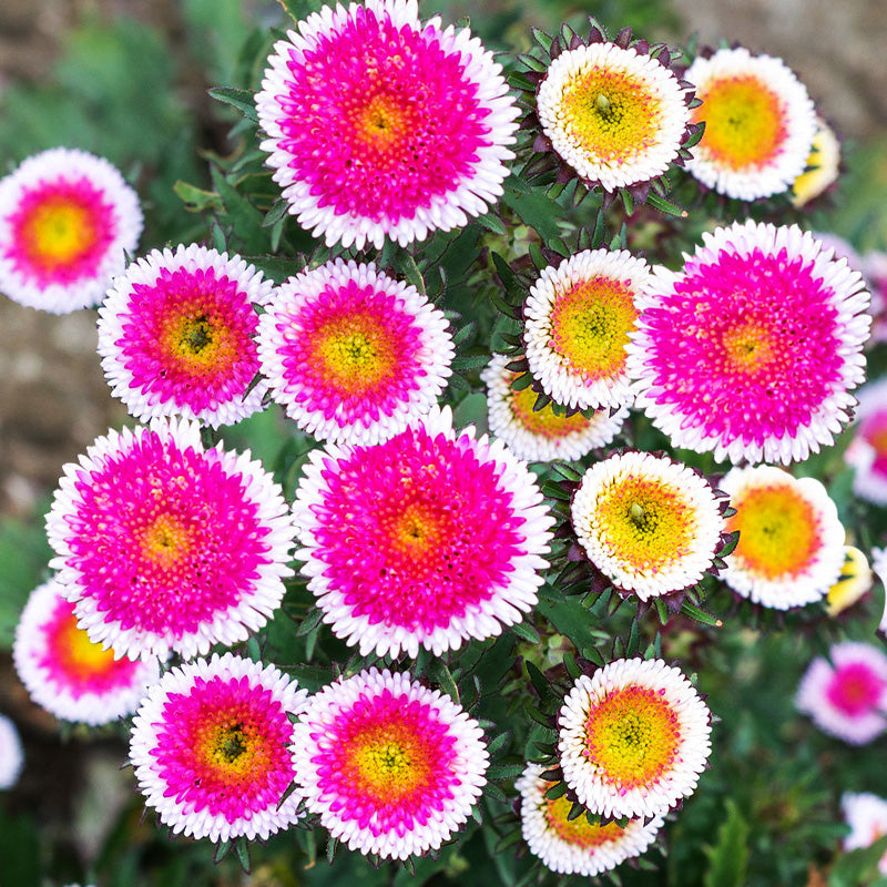 pom pom flower seeds Aster Pompon Red Seeds