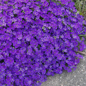aubrieta purple - Gardening Plants And Flowers