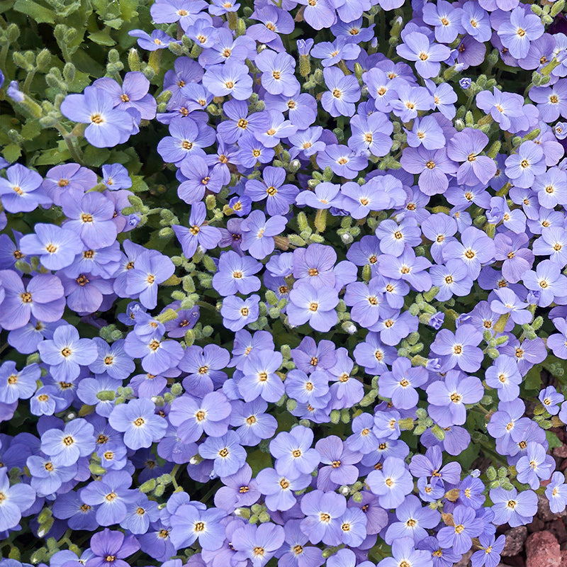 rock cress blue light - Gardening Plants and Flowers