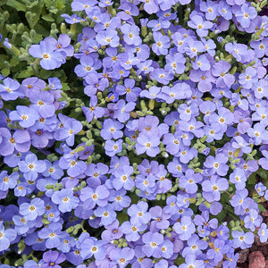ground cover with blue flowers - Gardening Plants and Flowers