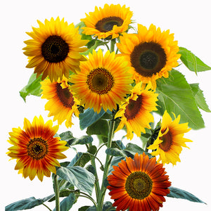 autumn beauty sunflower - Gardening Plants And Flowers