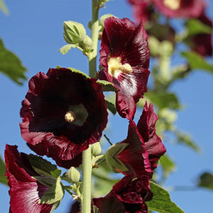 Hollyhock seeds - Gardening Plants And Flowers