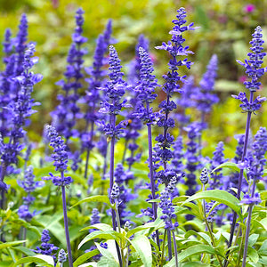 blue sage plant - Gardening Plants And Flowers