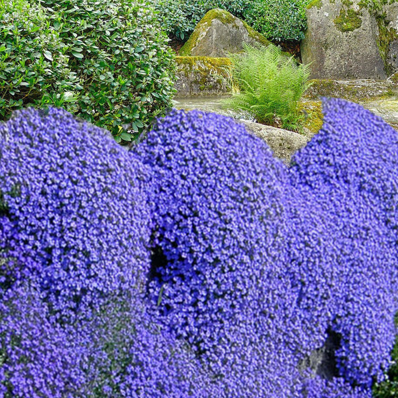 Aubrieta Hybrida Cascade Blue Sky - Gardening Plants And Flowers