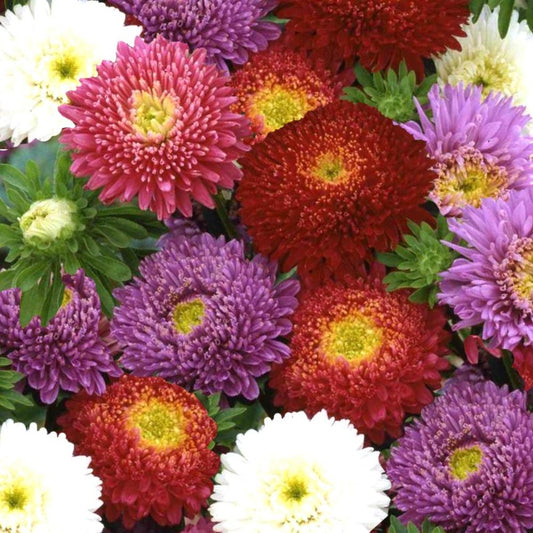 china aster - Gardening Plants And Flowers