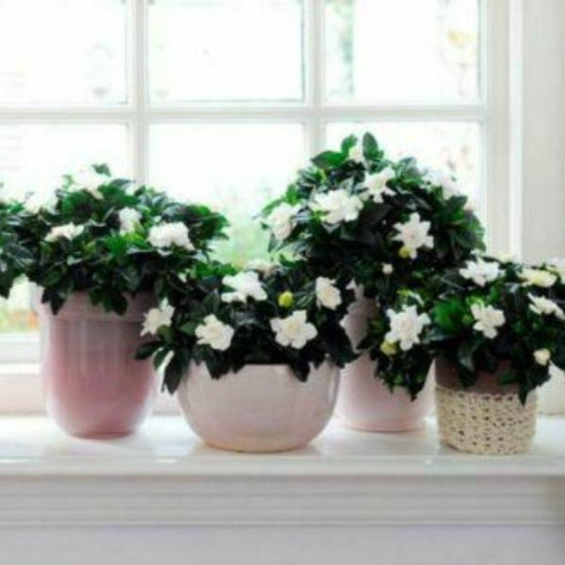 Gardenia augusta - Gardening Plants And Flowers