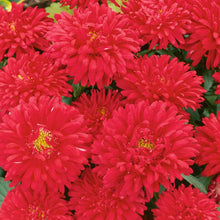 Load image into Gallery viewer, Chrysanthemum Red Scarlet - Gardening Plants And Flowers