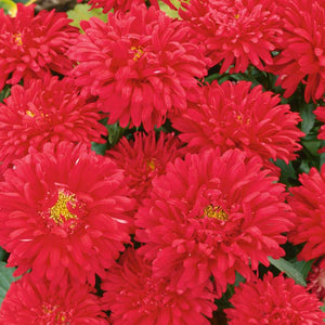Chrysanthemum Red Scarlet - Gardening Plants And Flowers