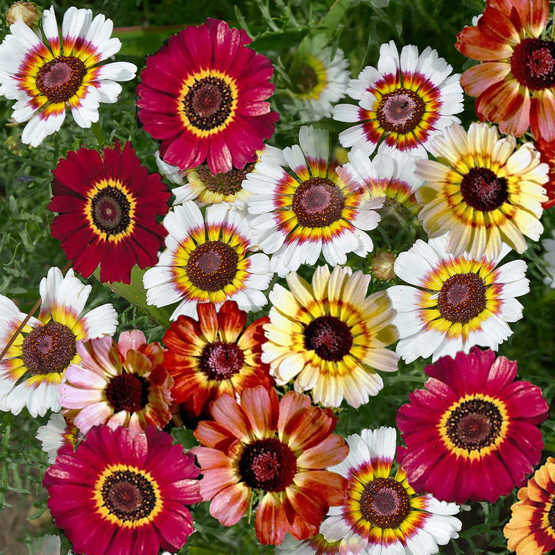 Chrysanthemum Carinatum - Gardening Plants and Flowers