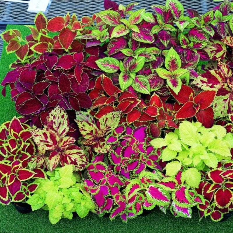 coleus blumei