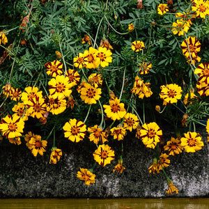 coreopsis seeds - Gardening Plants And Flowers