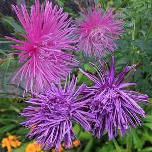 aster crego mix - Gardening Plants And Flowers