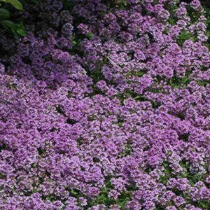 thyme seeds - Gardening Plants And Flowers