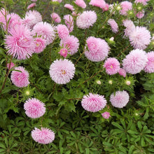 Load image into Gallery viewer, aster - Gardening Plants And Flowers