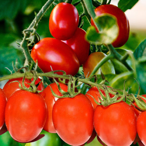 Crovarese Tomatoes - Gardening Plants And Flowers