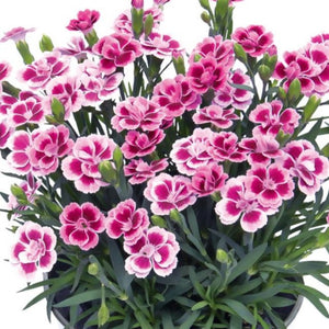 dianthus flower - Gardening Plants And Flowers