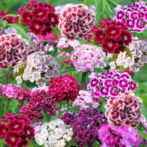 dianthus sweet william - Gardening Plants And Flowers