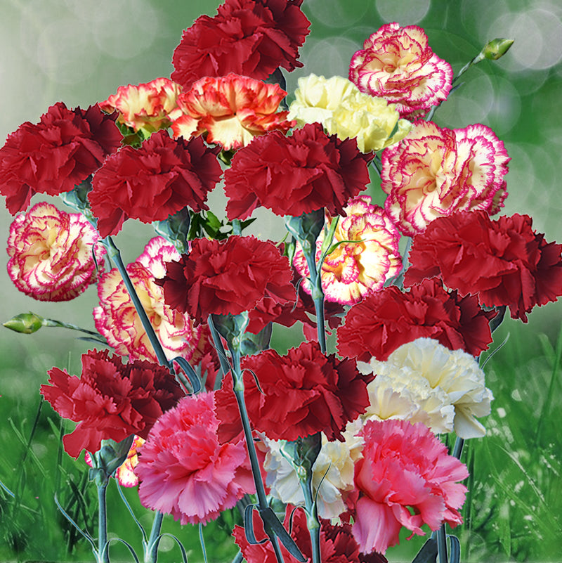 where are the seeds in a carnation flower Dianthus Seeds