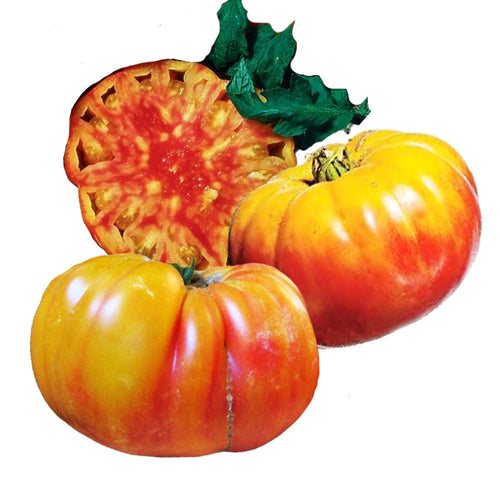 heirloom flame tomatoes - Gardening Plants And Flowers